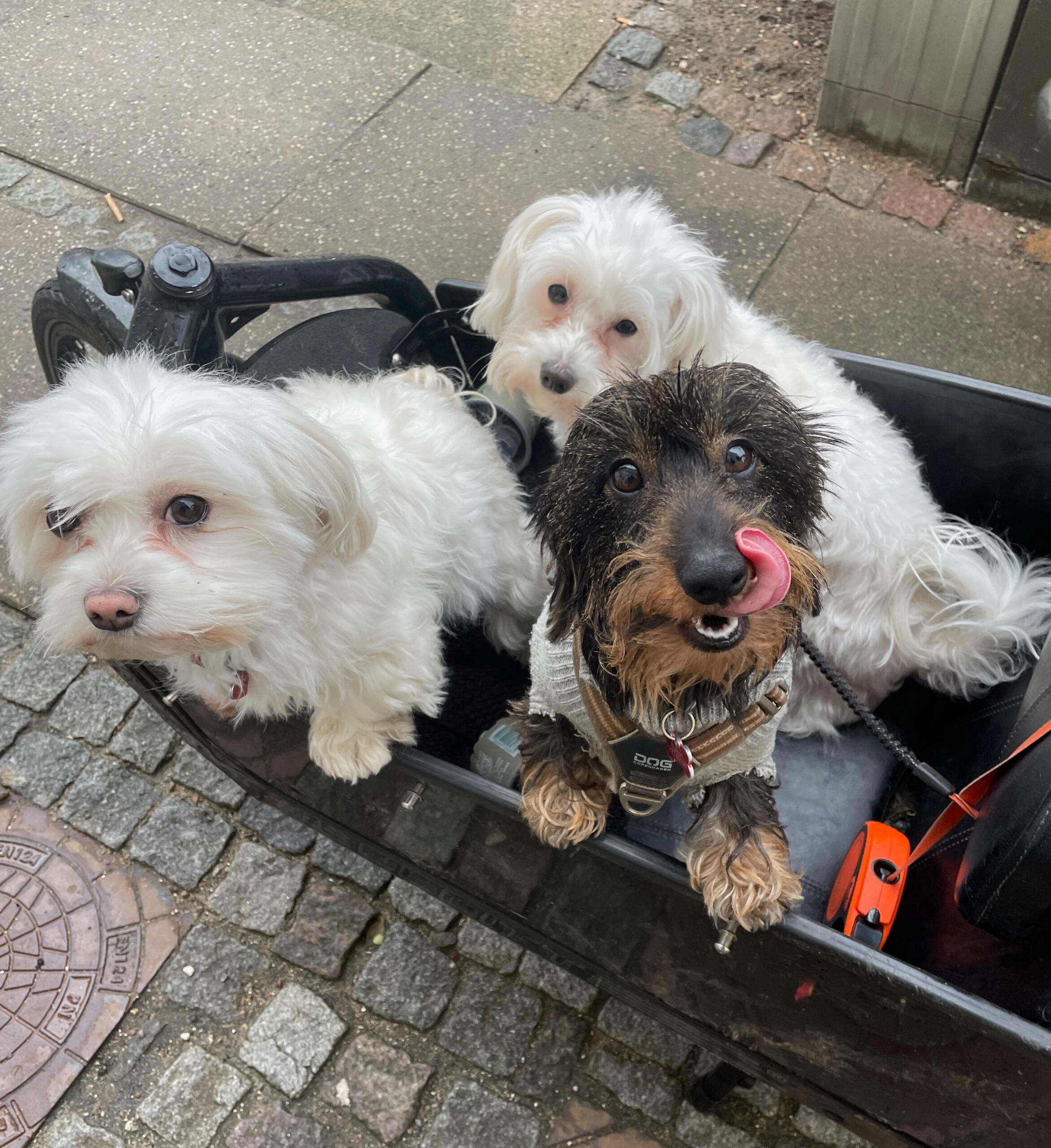 2 af Livas hvalpe: Anna Madsen og Albert