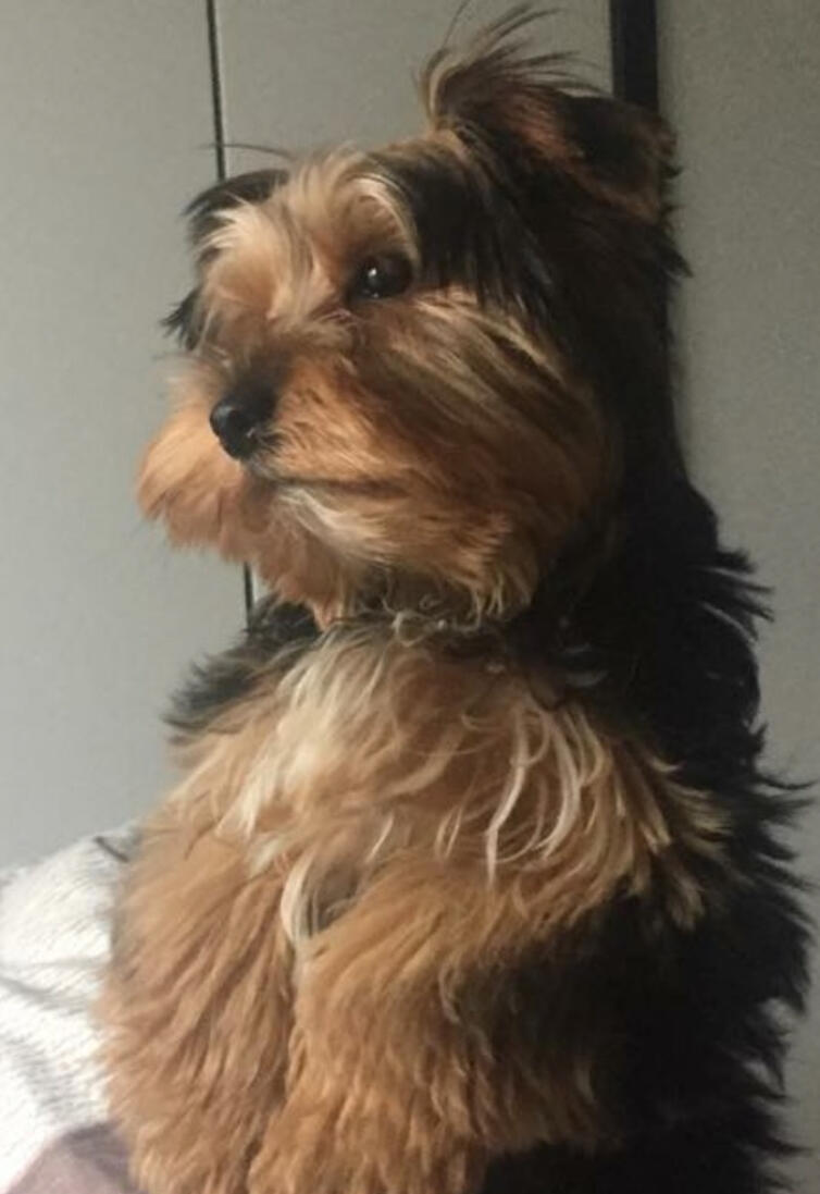 Yorki, far til Livas hvalpe