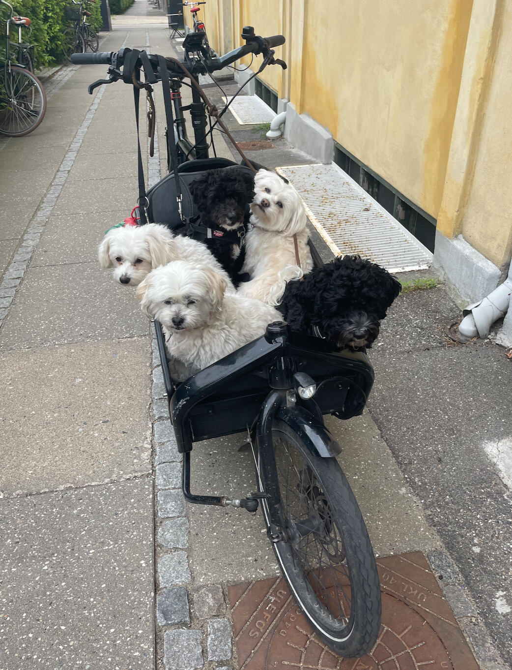 Fifi, Bijon Havanese pige